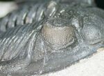 Hollardops Trilobite - Beautiful Eyes #10843-7